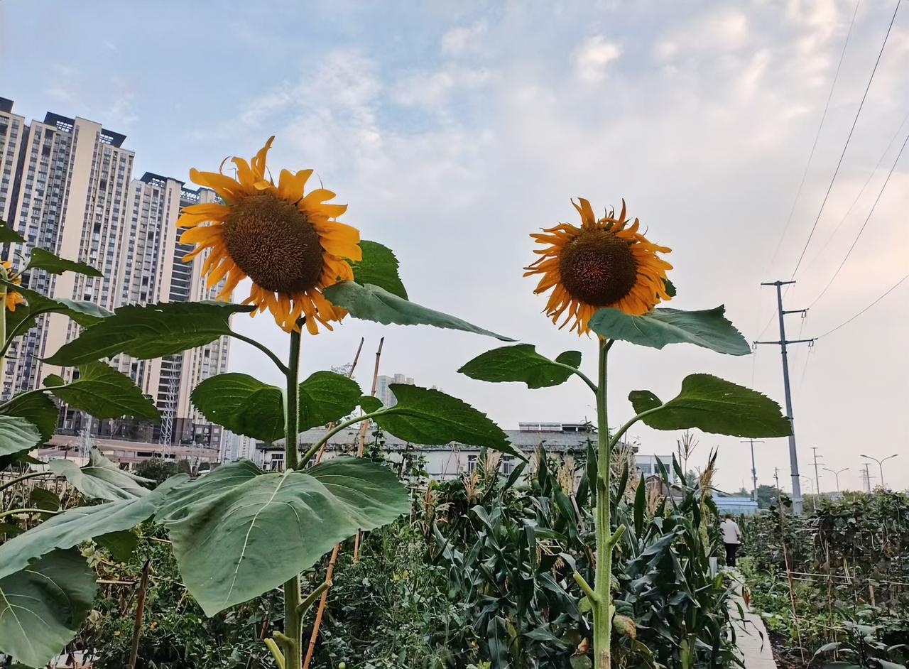 我小表弟第8次相亲，成了。不是因为彩礼谈拢了，而是他妈去年把社保一次性补上了