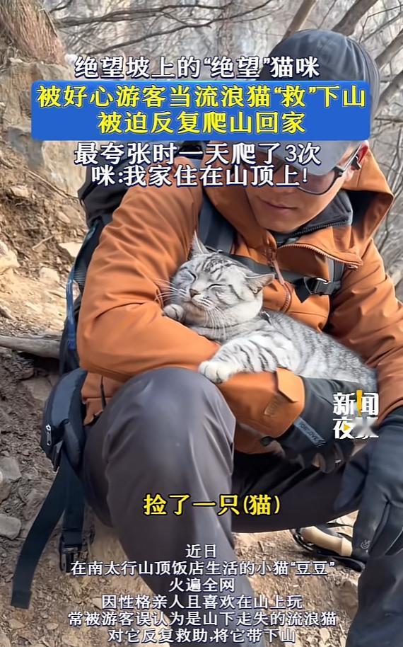 “笑不活了！”近日，河南新乡，一男子去爬山，到绝望坡时，遇见一只猫咪，以为它迷路