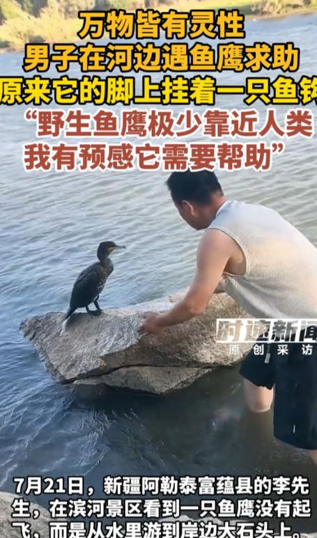 "太有灵性了！"新疆阿勒泰，一男子见鱼鹰带伤上岸，发现其身上竟死死扎着三个鱼钩