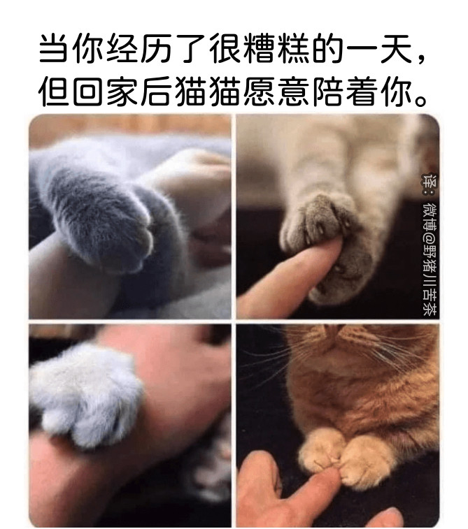 猫好