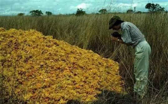 1997年，12000吨橘子皮被丢进了自然保护区，当地法院以橘子皮会污染环境为由