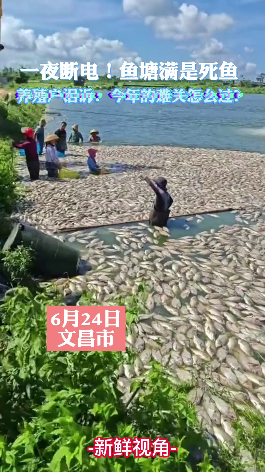一夜断电！鱼塘满是死鱼养殖户泪诉：今年的难关怎么过？