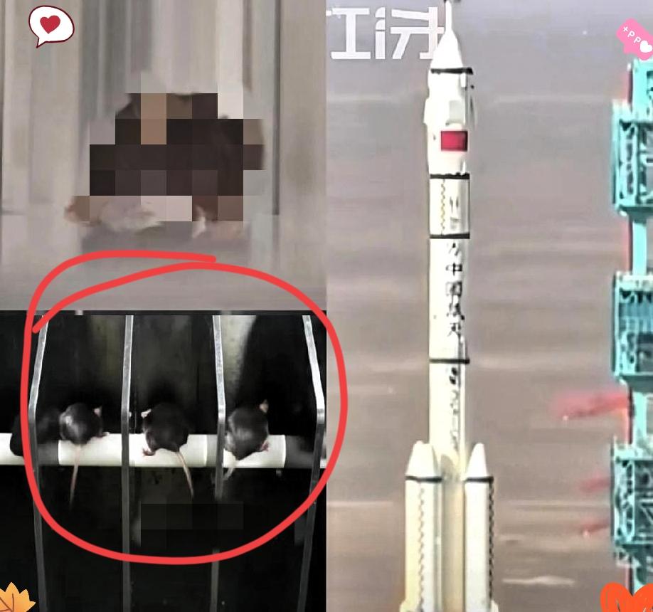 这下全世界都知道了,神舟任务除了航天员,还有四只小黑鼠要闯太空,这排面直接拉