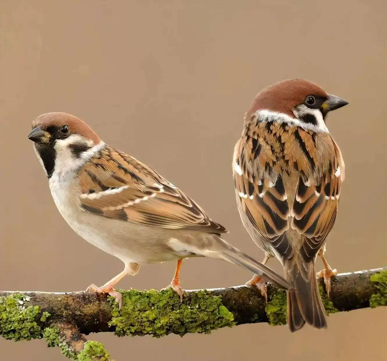 最近，国家统计局公布了我国2025年人口的情况，一时间引来议论纷纷，有些伪专家也