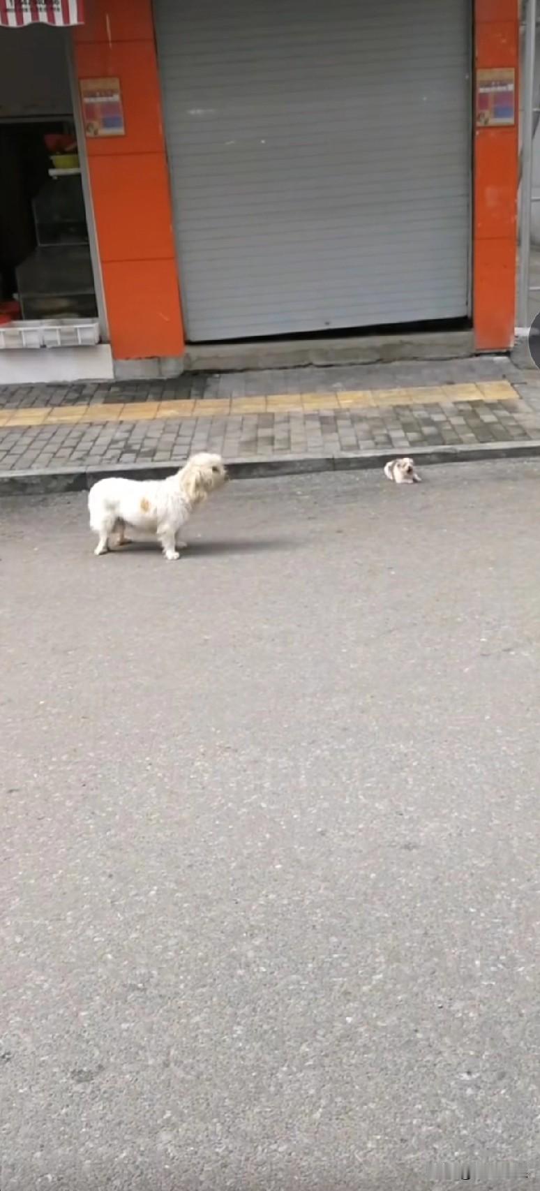 刚出生没几天的小奶狗，和狗妈妈一同被人丢弃在马路边。小奶狗稚嫩地叫个不停，外面天