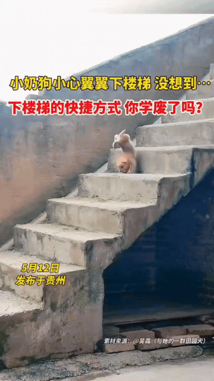 小狗:我给大家表演一个后空翻。
