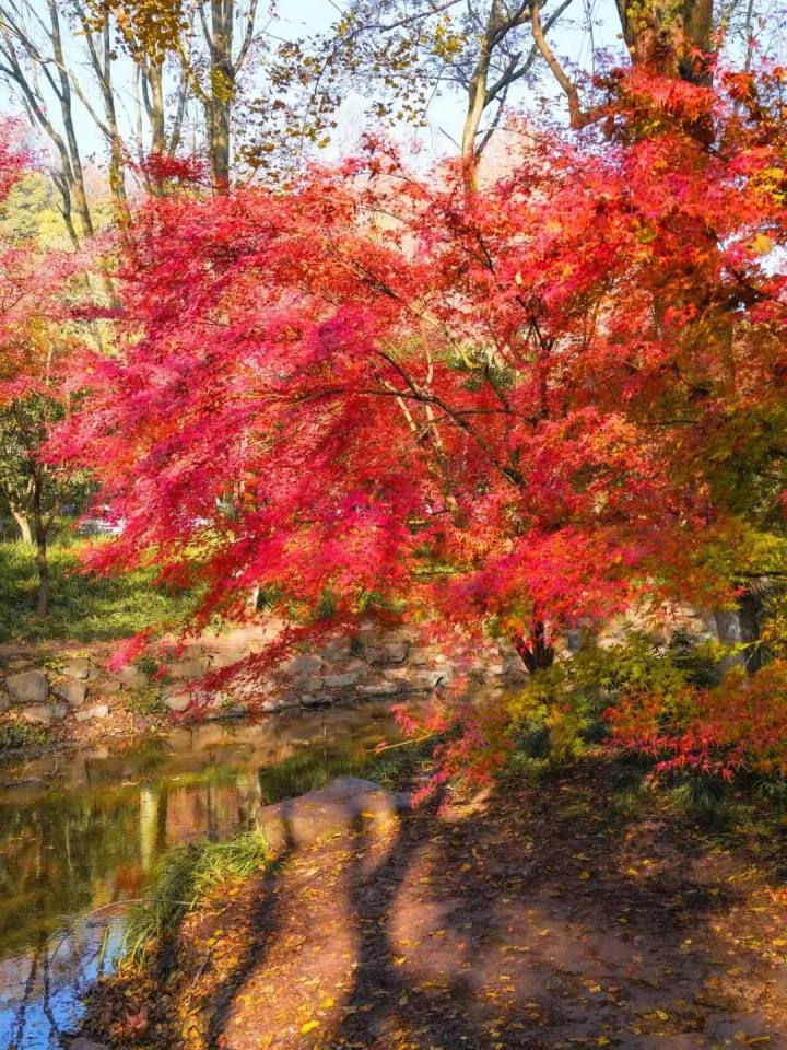九溪红枫, 冬天真的没有平替。