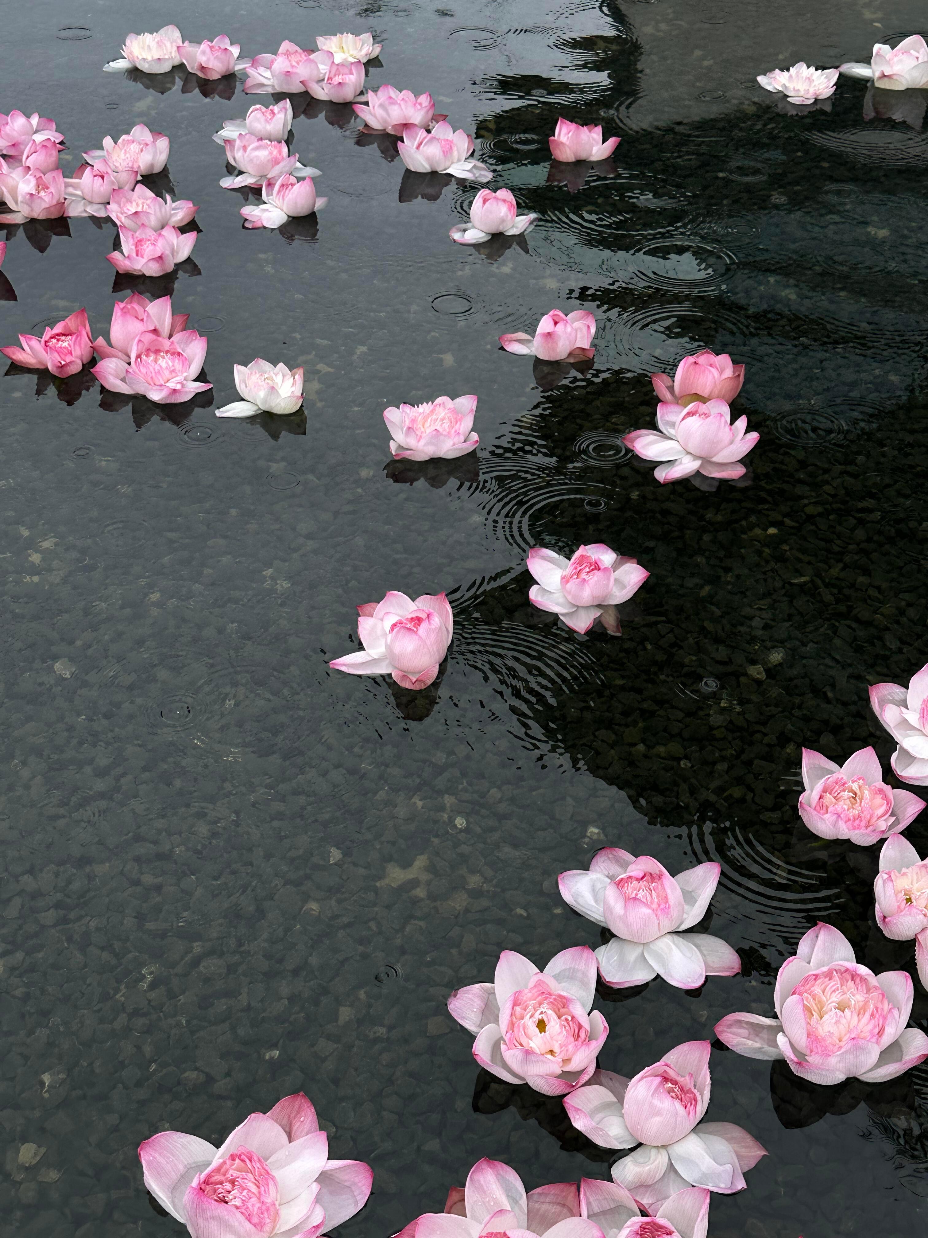 荷花池🪷​​​