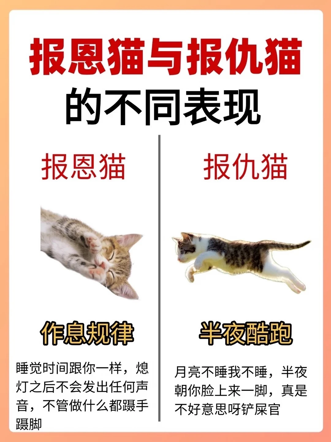 报恩猫与报仇猫的不同表现、你家猫咪是哪种