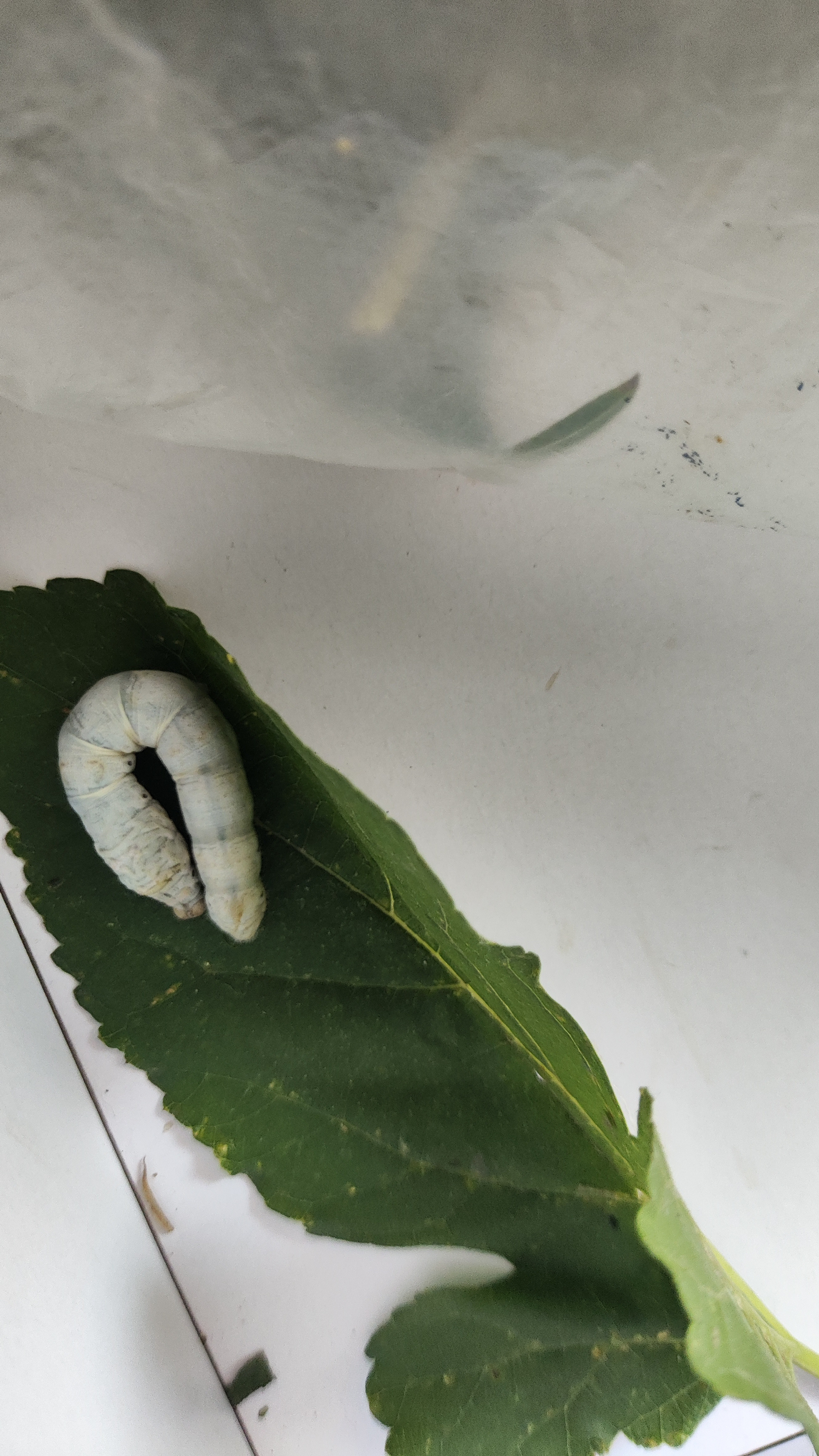 蚕豆养这么胖了就是它还不结茧每天都看看，结茧了吗因为实在没地方薅桑叶来了