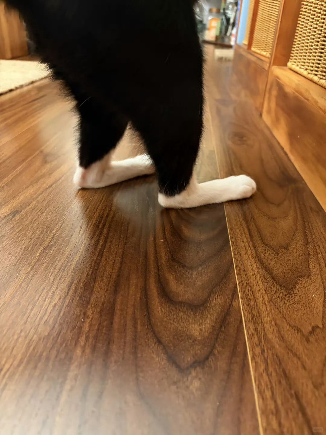 【奶牛猫】猫咪的45码大脚