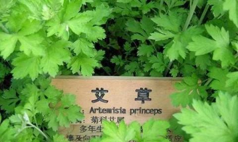 艾草是常见的中药药材, 泡脚也有很多好处, 但是不适用于所有人