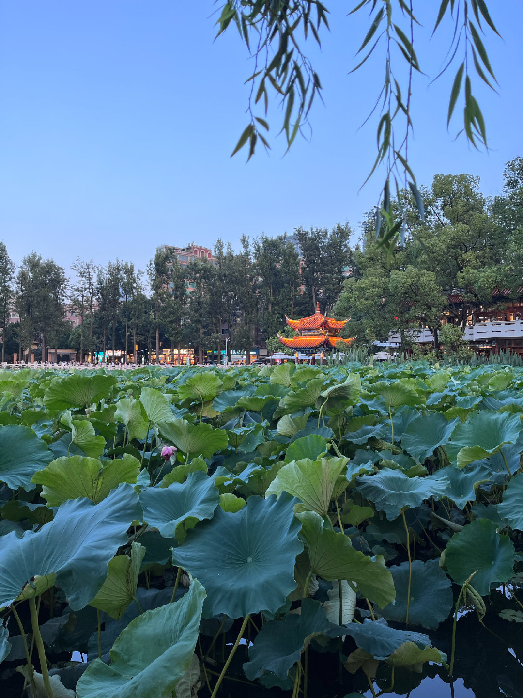 8点昆明天色还是亮的。天气凉爽，好像上海秋天