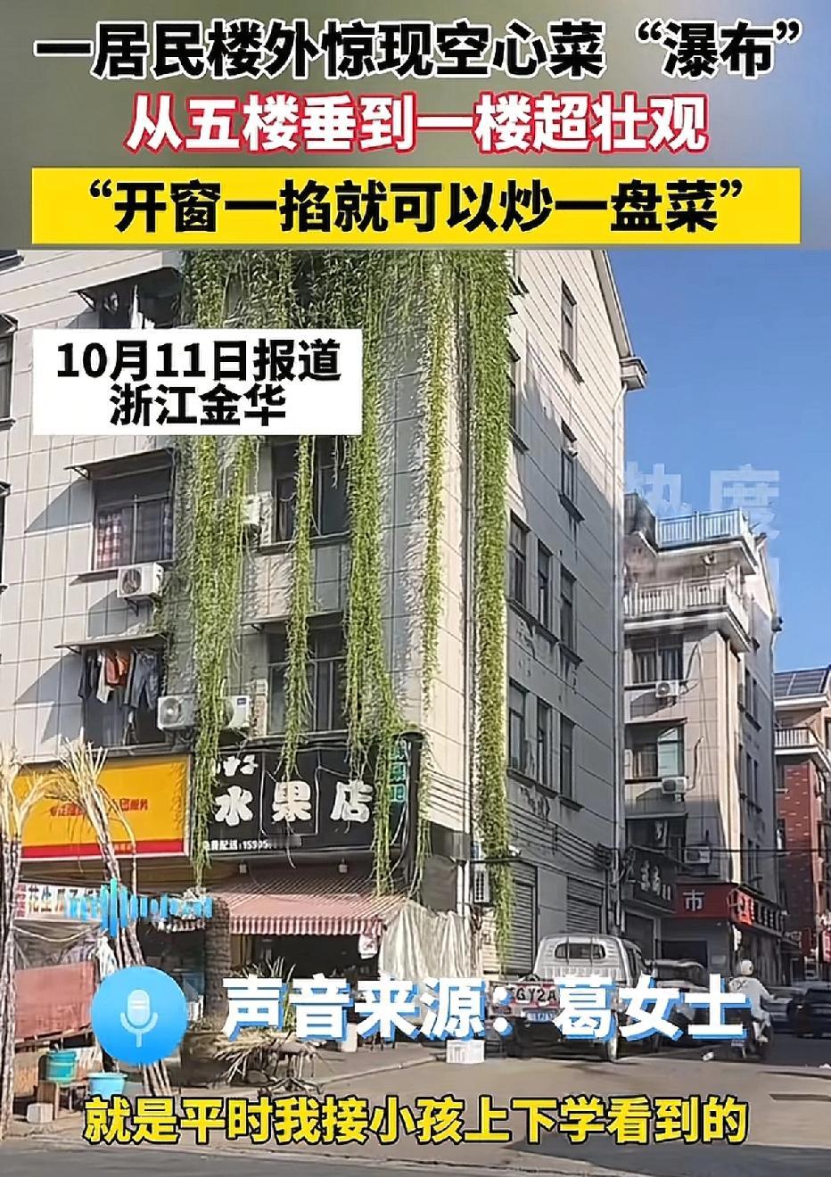 顶楼住户栽种的水培空心菜生长态势极好，竟垂落到了一楼，景象壮观得让路过的人都不禁