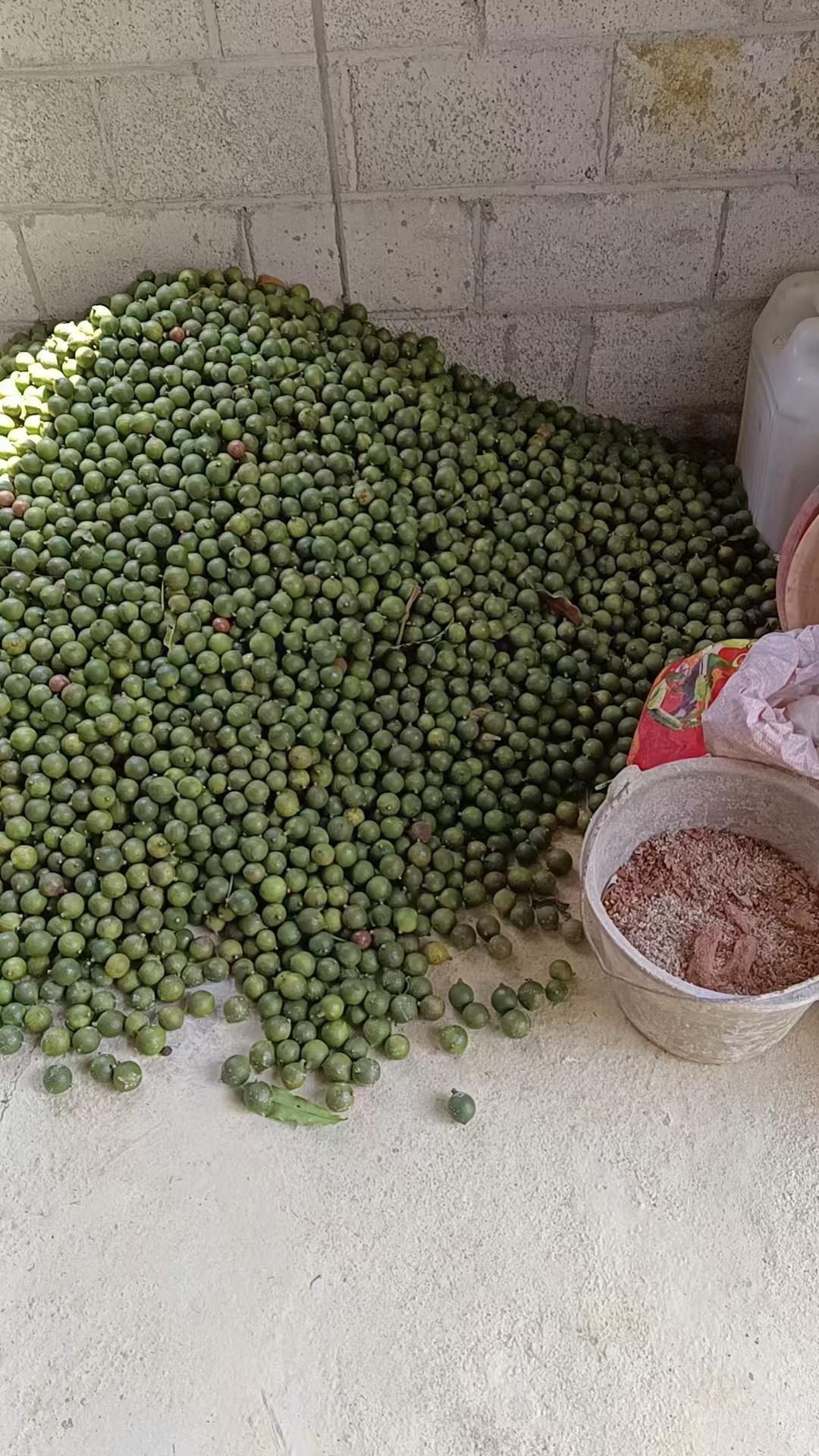 今年澳洲坚果获得大丰收，可惜收购价格降得太低了。