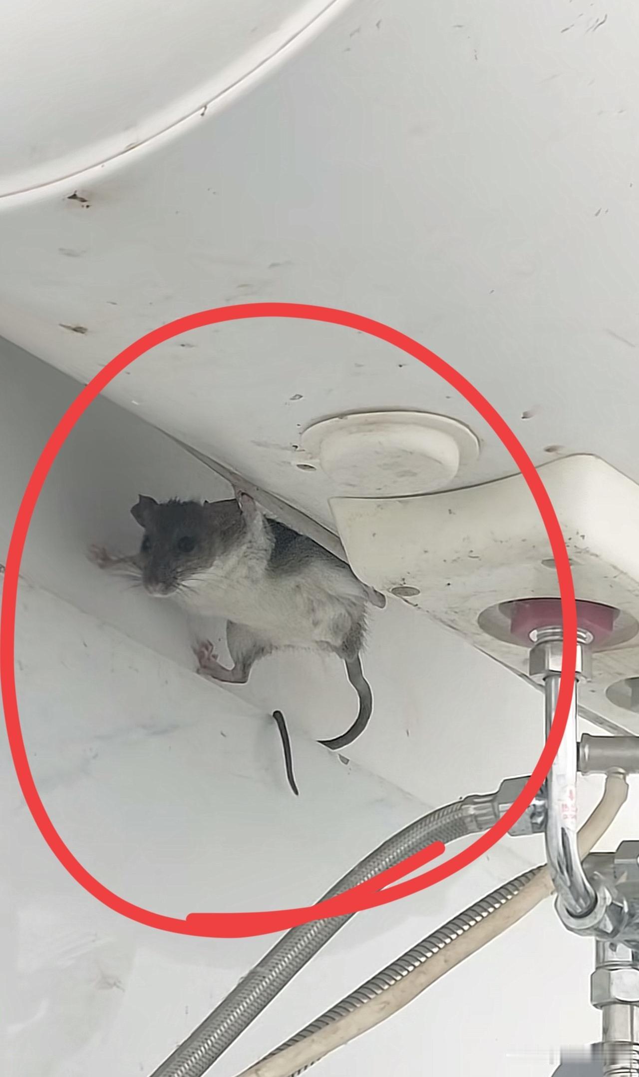 杰瑞是你吗？
