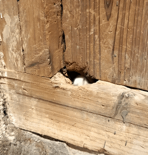 那个洞是不是几代小猫咪一直掏掏掏，掏出来的?[捂脸哭]