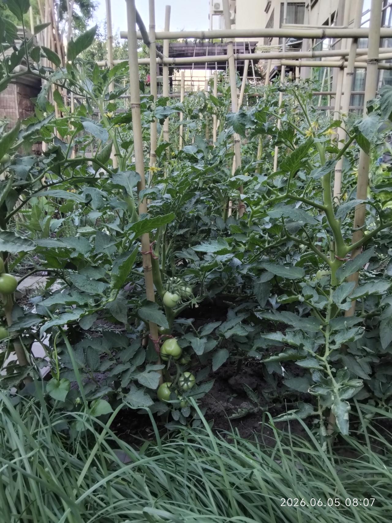 我家菜园子的第一颗西红柿红了，离开园还有段时间。大家可以猜一猜，