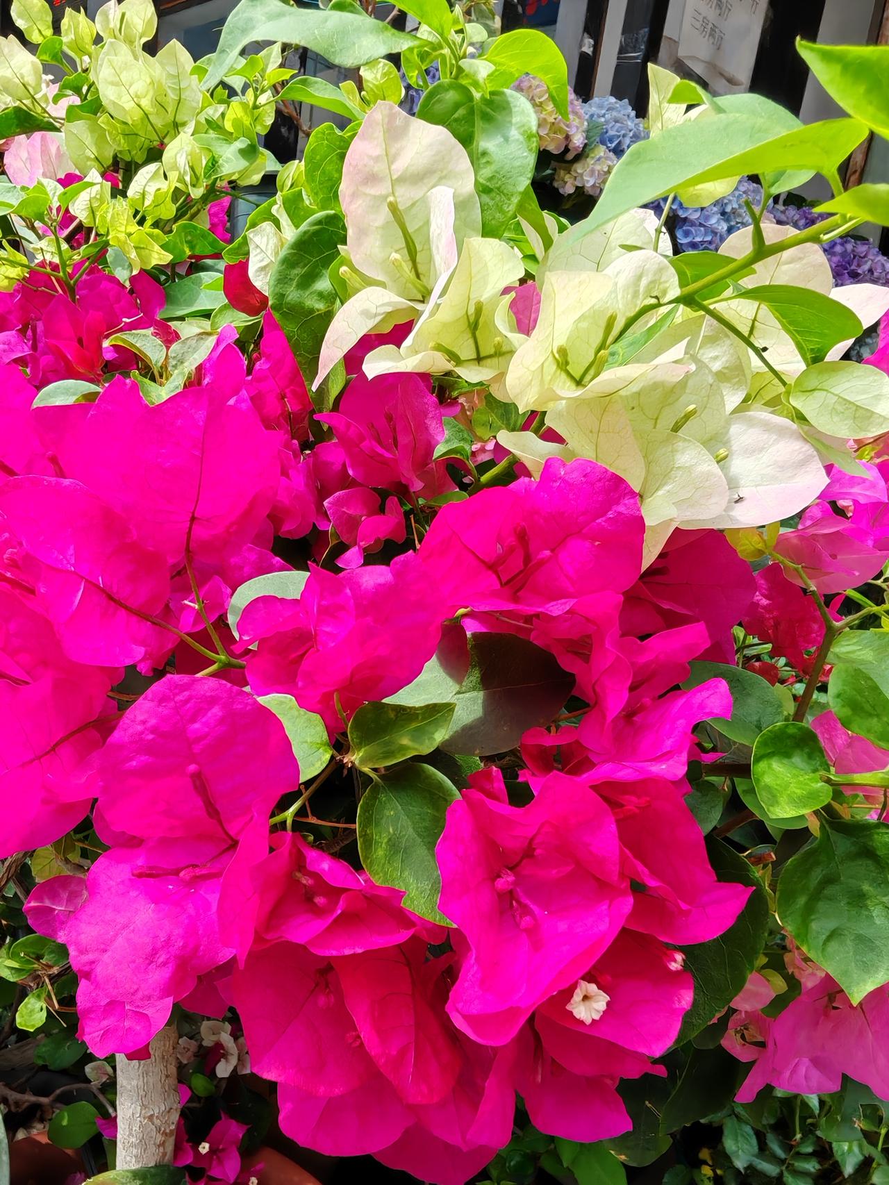 脑梗中风有完全治愈的可能性吗?可能性是有的，取决于手术的时间吧，如果能及时手术