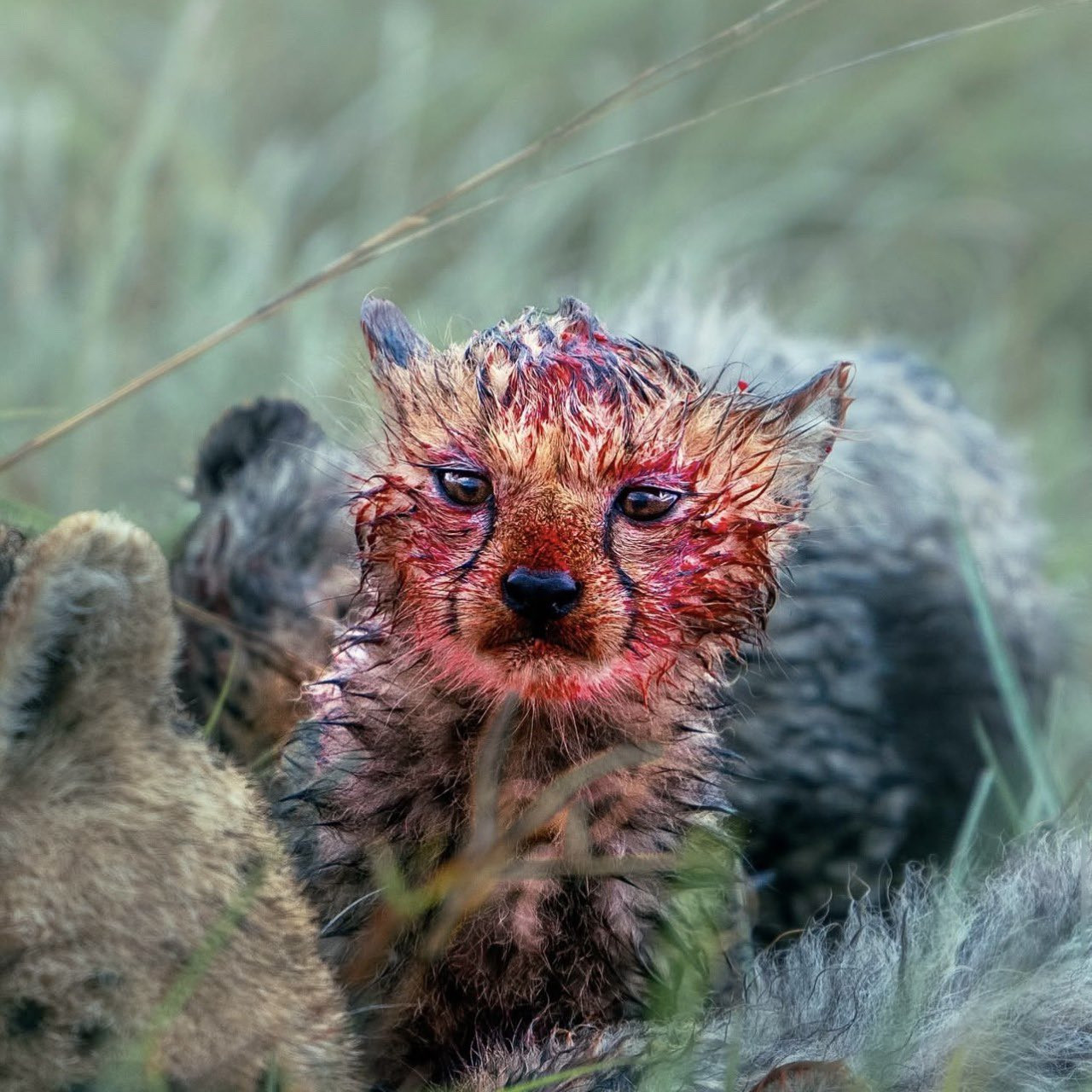 用餐中的猎豹幼崽