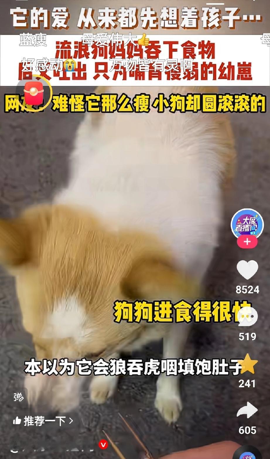 母爱伟大，不分物种。近日，福建一烧烤店老板给他经常投喂的流浪狗投喂油边时，流浪狗