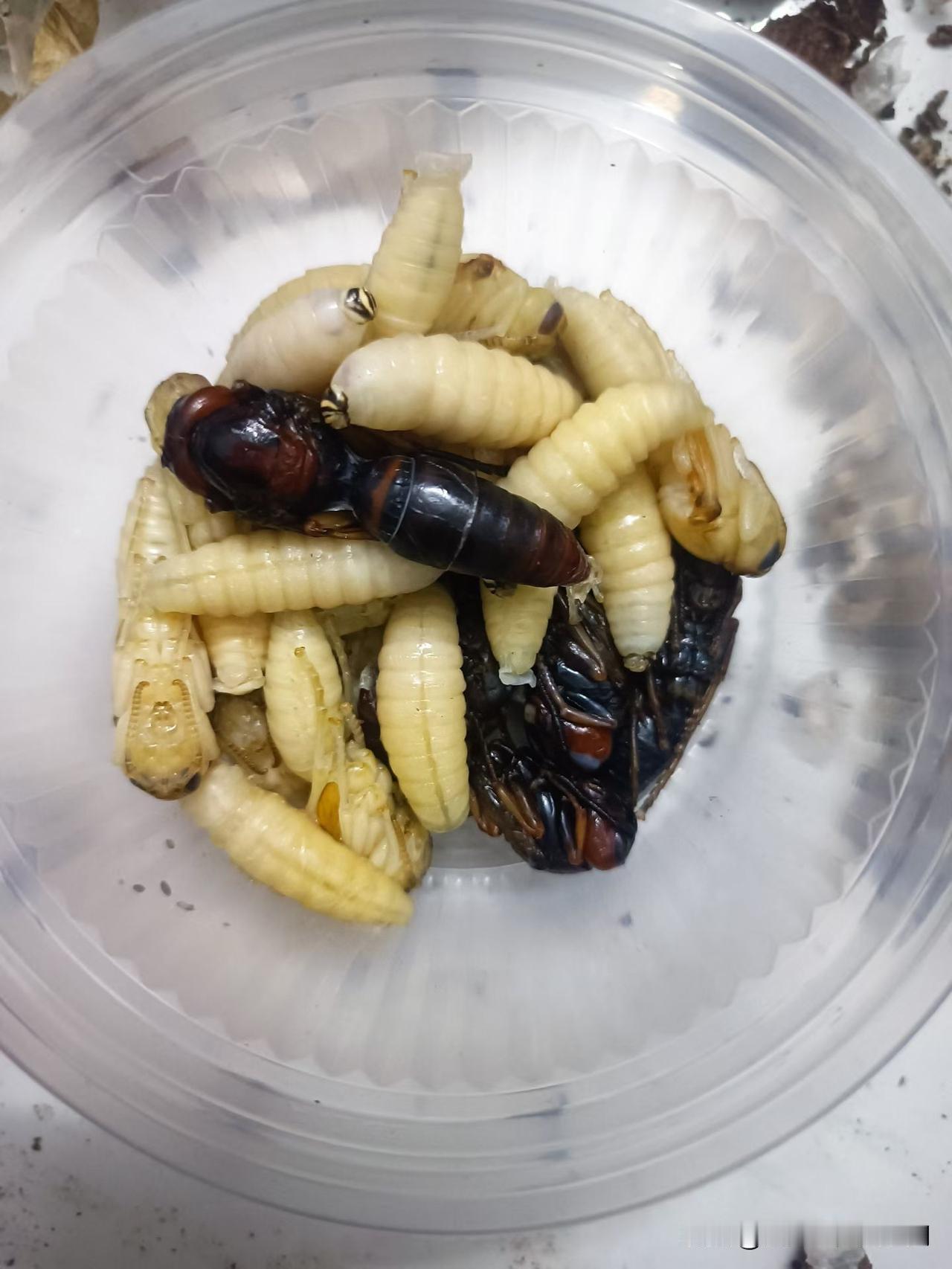 听说这是广东人的一道美食佳肴？刚野外采摘的新鲜出炉，看起来高营养高蛋白，但是这