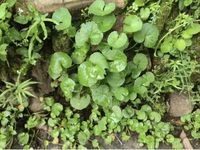 马蹄草云南人连草都吃🐄牛🐴马都爱吃带有浓郁的味道[微笑]马蹄草质地柔嫩❤