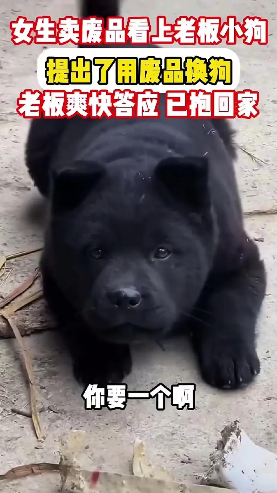 这个女生简直是赚大发了，没想到去废品站卖废品，竟然跟老板换回了一只非常漂亮听话的