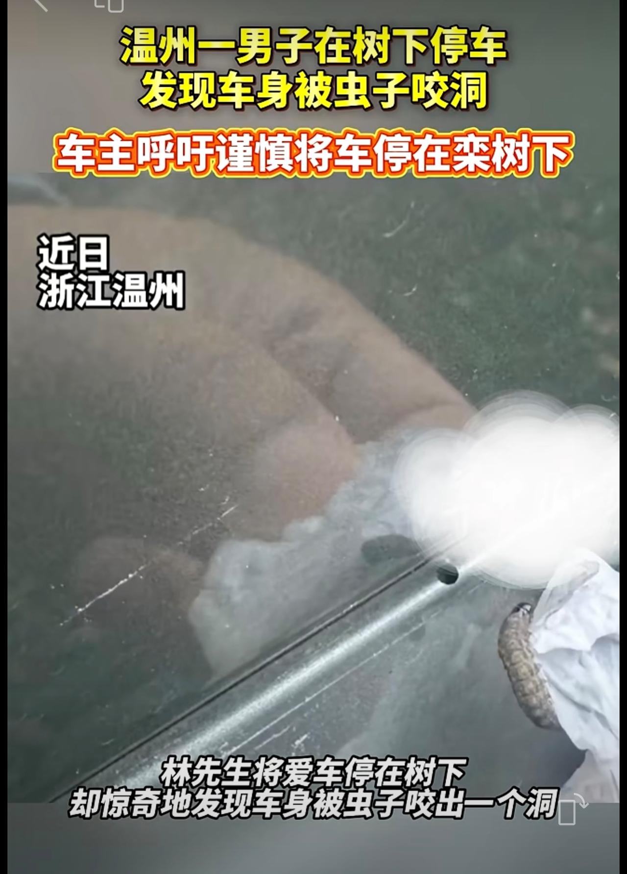 一男子在树下停车发现车身被虫子咬洞，车主呼吁谨慎将车停在栾树下来源：羊城晚报