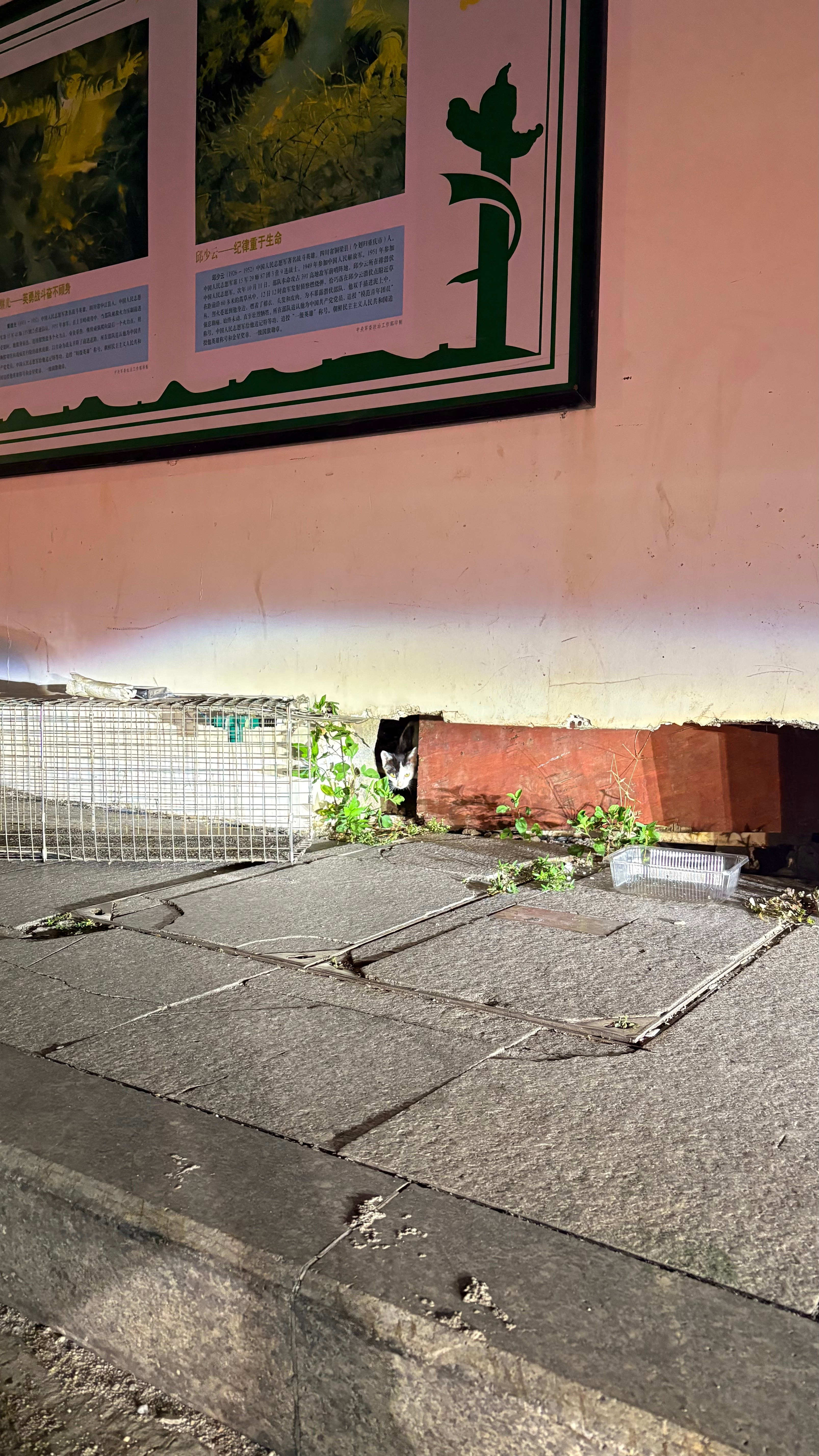 她很安静地卧在诱捕笼里，她可能知道我是来帮她的，安静的像个成熟大猫。深夜里风吹着