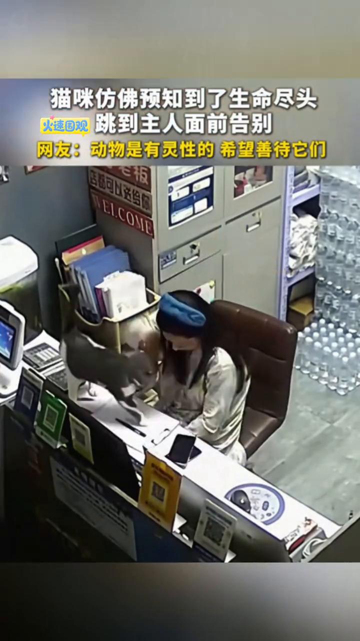 猫咪仿佛预知到了生命尽头，跳到主人面前告别。唐先生。网友：动物是有灵性的，希