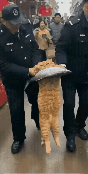 这只猫太荣幸了，居然享受了这样的待遇，目测这个画面，真有点像真的，但是根据逻辑推