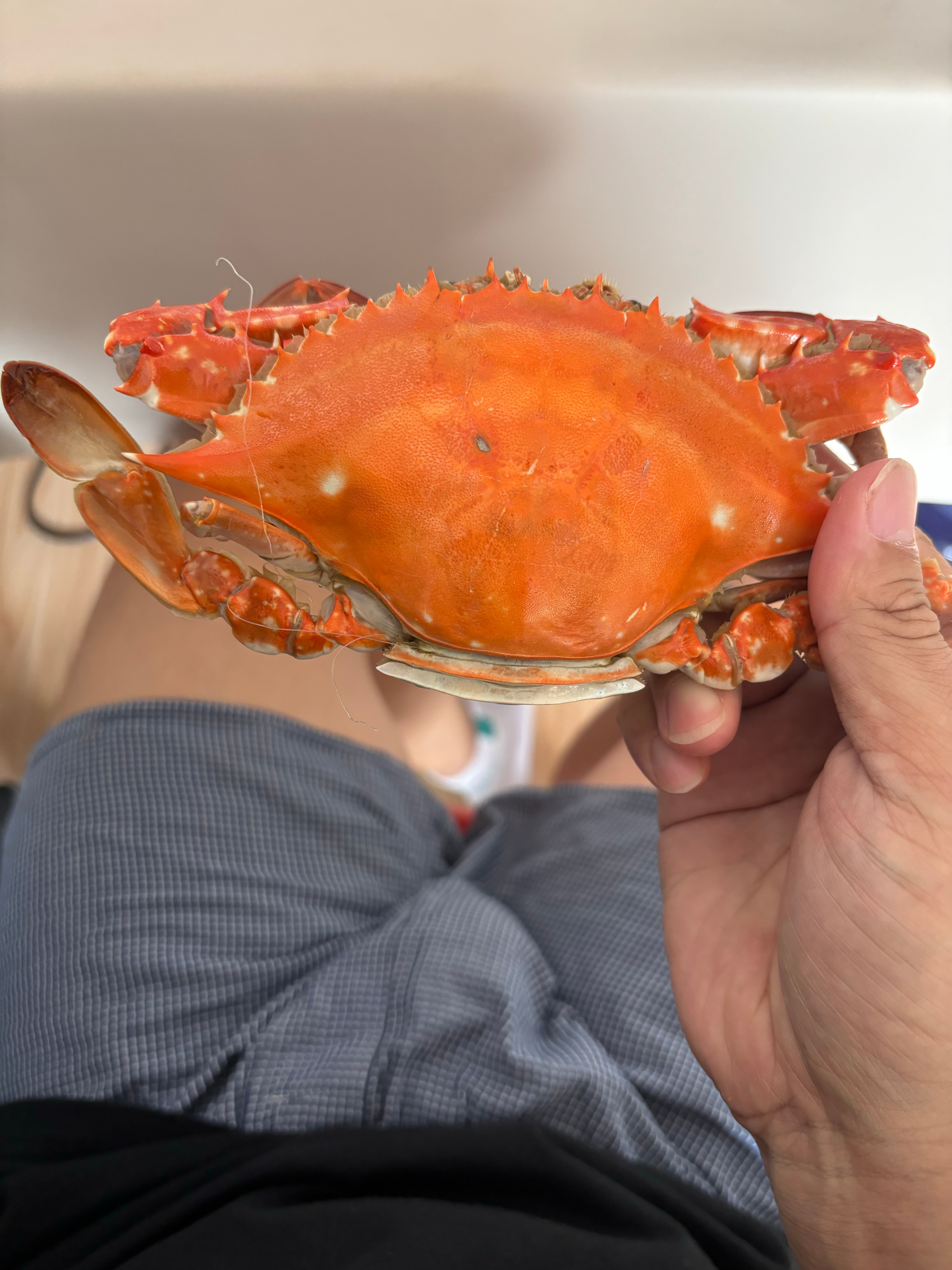 吃螃蟹🦀​​​