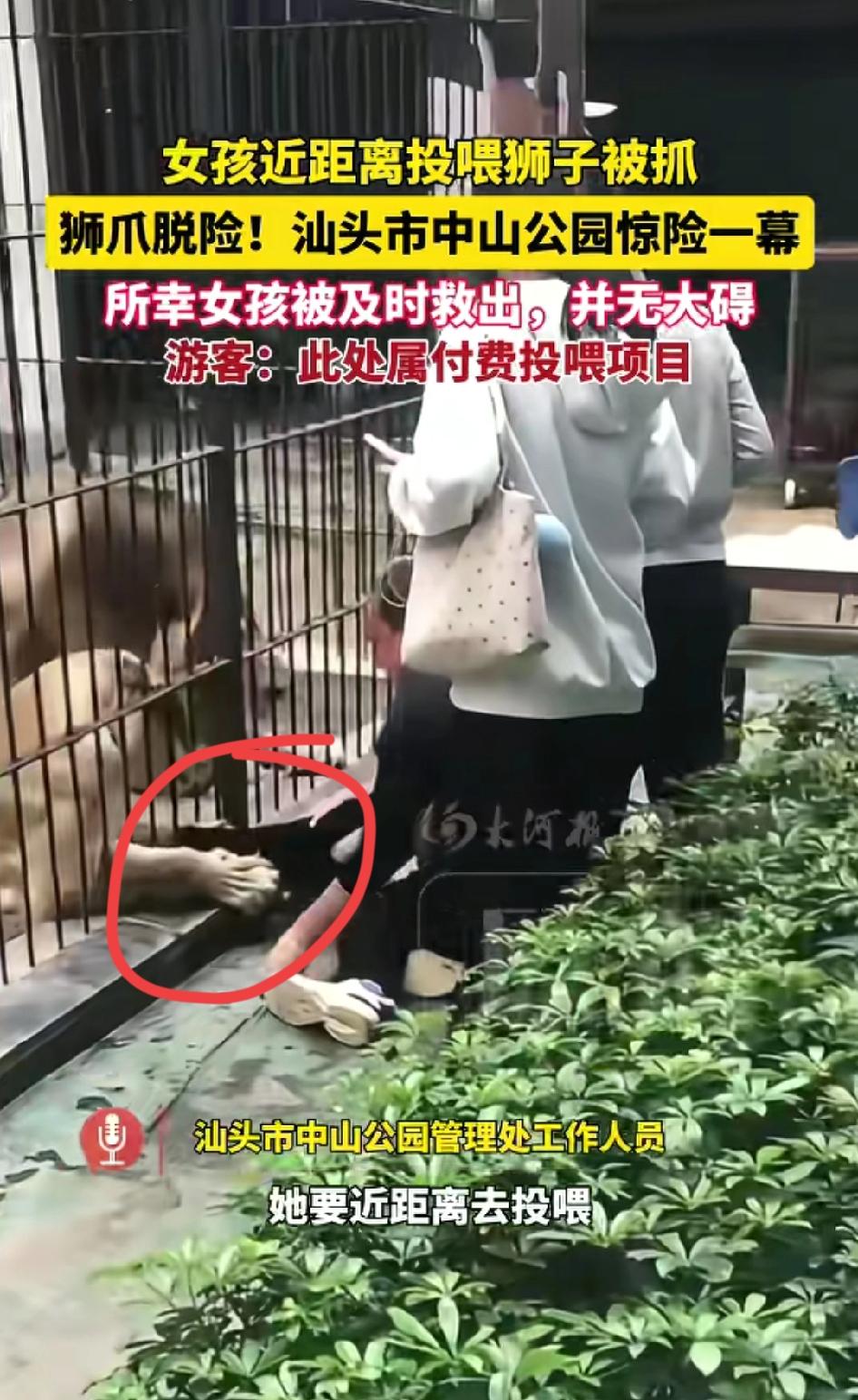 狮子无罪，捕猎是它们的天性。这次违规投喂，惊了狮子，吓人孩子，饲养员调离，动物