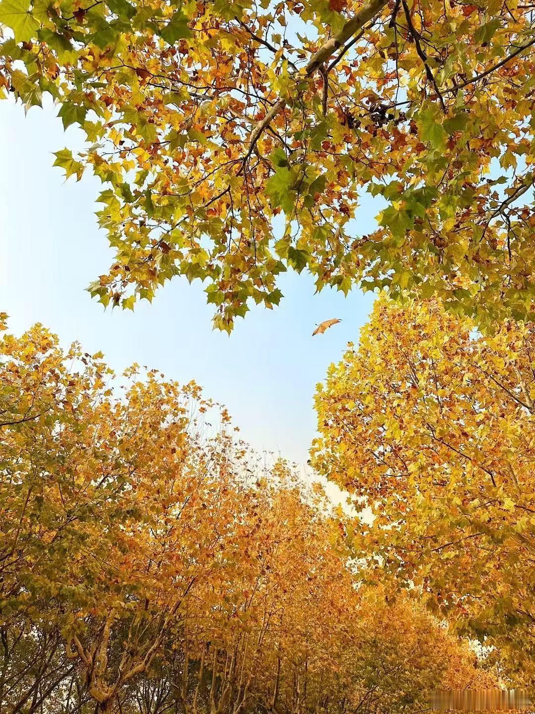 鸟站在枝条上歇脚，它的信心不是来自于枝条不会断，而是来自于它有翅膀，它能飞。你要