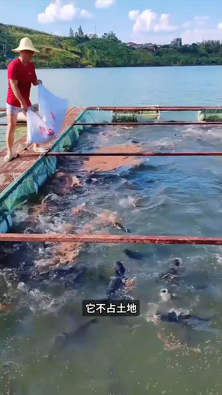 网箱漂浮养鱼。这是我见过最狠的养鱼方式。这些人把在岸上已经拼好的钢架直接整体推