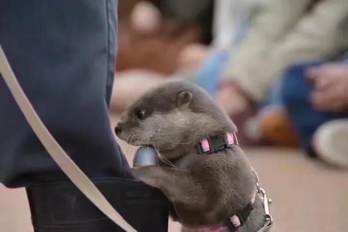 小水獭找到一截水管，喜欢的不得了，藏到饲养员的靴子里才放心！