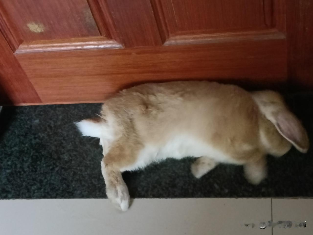 求助：我的兔子在门口玩，两个人抓它，它拼命跑回了家，他们进入我的家中，抓走了它，