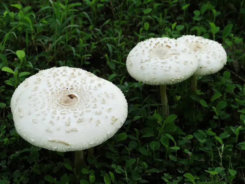 贵州毕节这起野生菌中毒事件太让人痛心了。11月16日，七星关区亮岩镇太极村5人吃