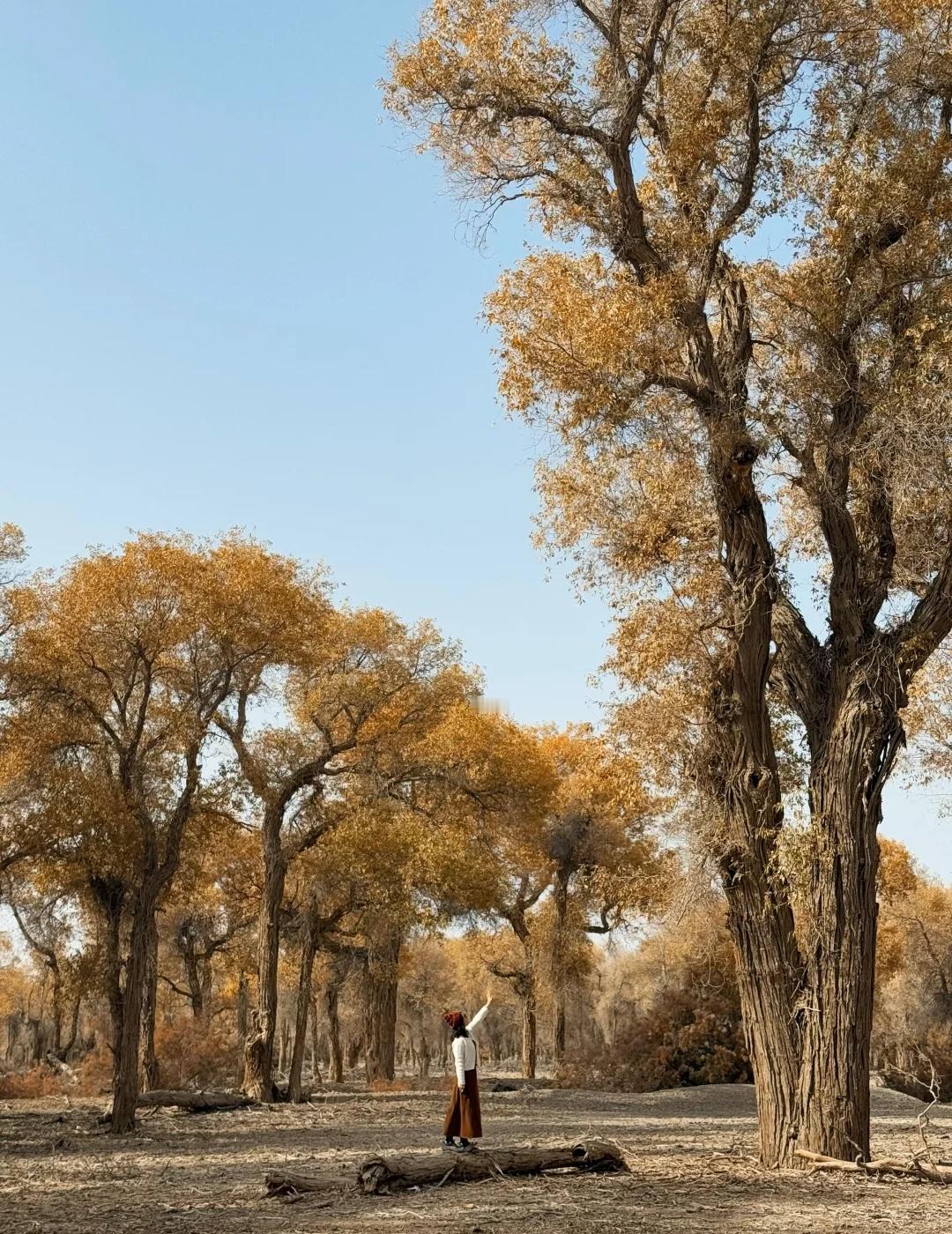 139胡杨秘境我是早上8:30从库车出发,自驾前往地图上搜索的139起点。一路