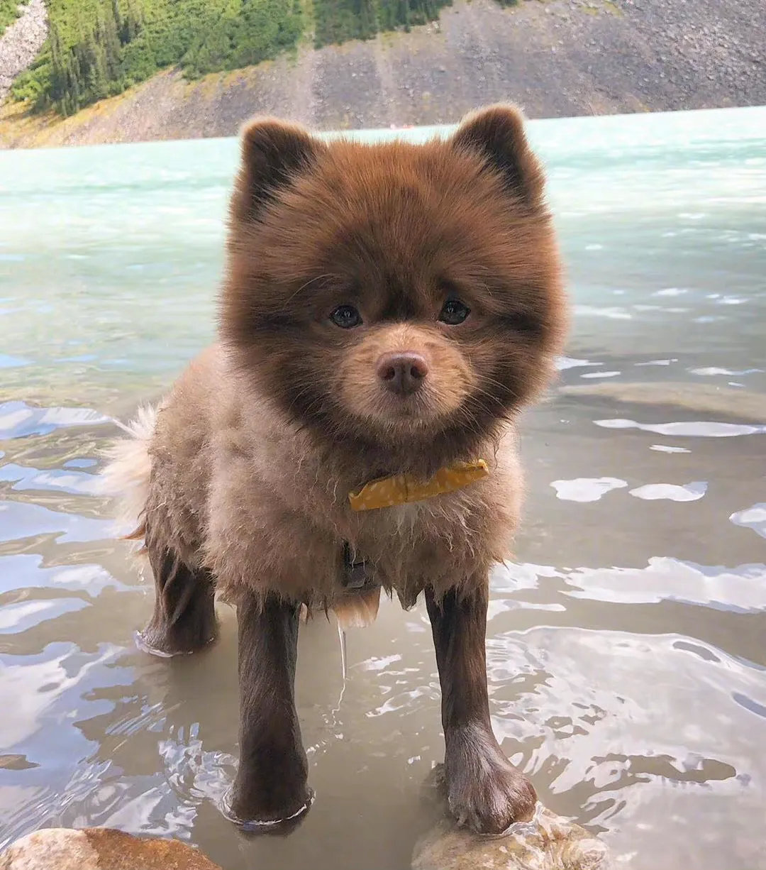 咖啡味的小博美，闻一下是不是香香的呢！