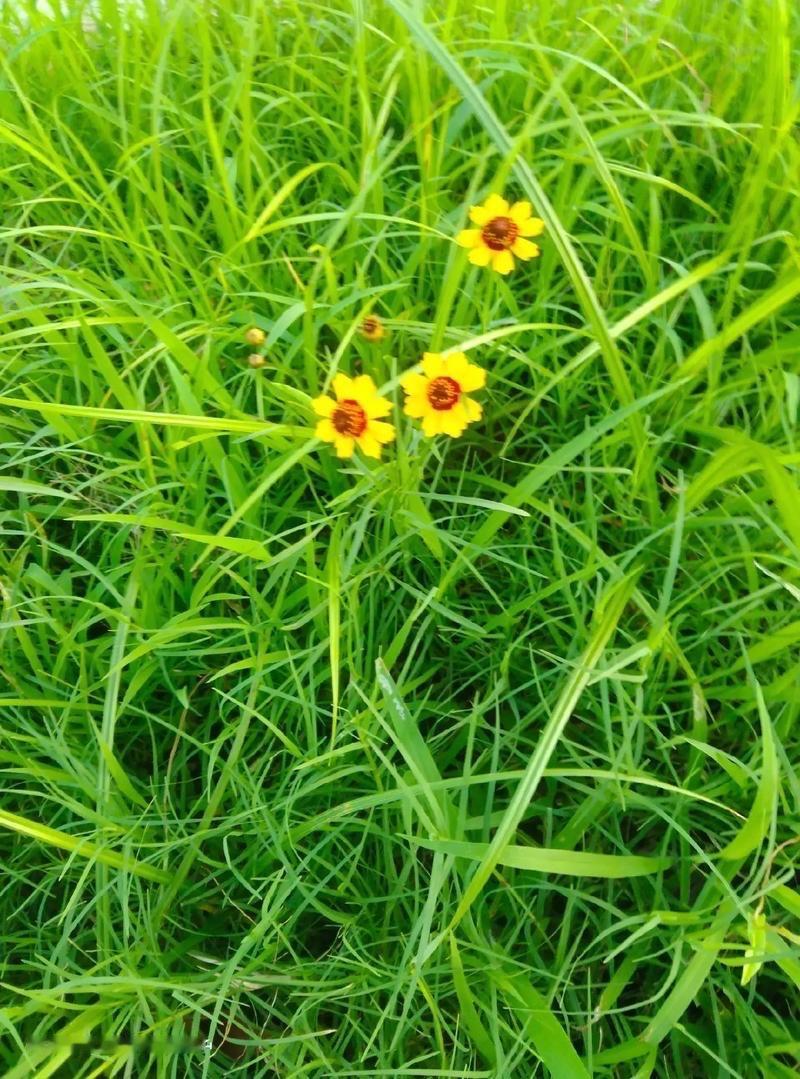 上联:山上芳草绿;求下联溪畔野花红