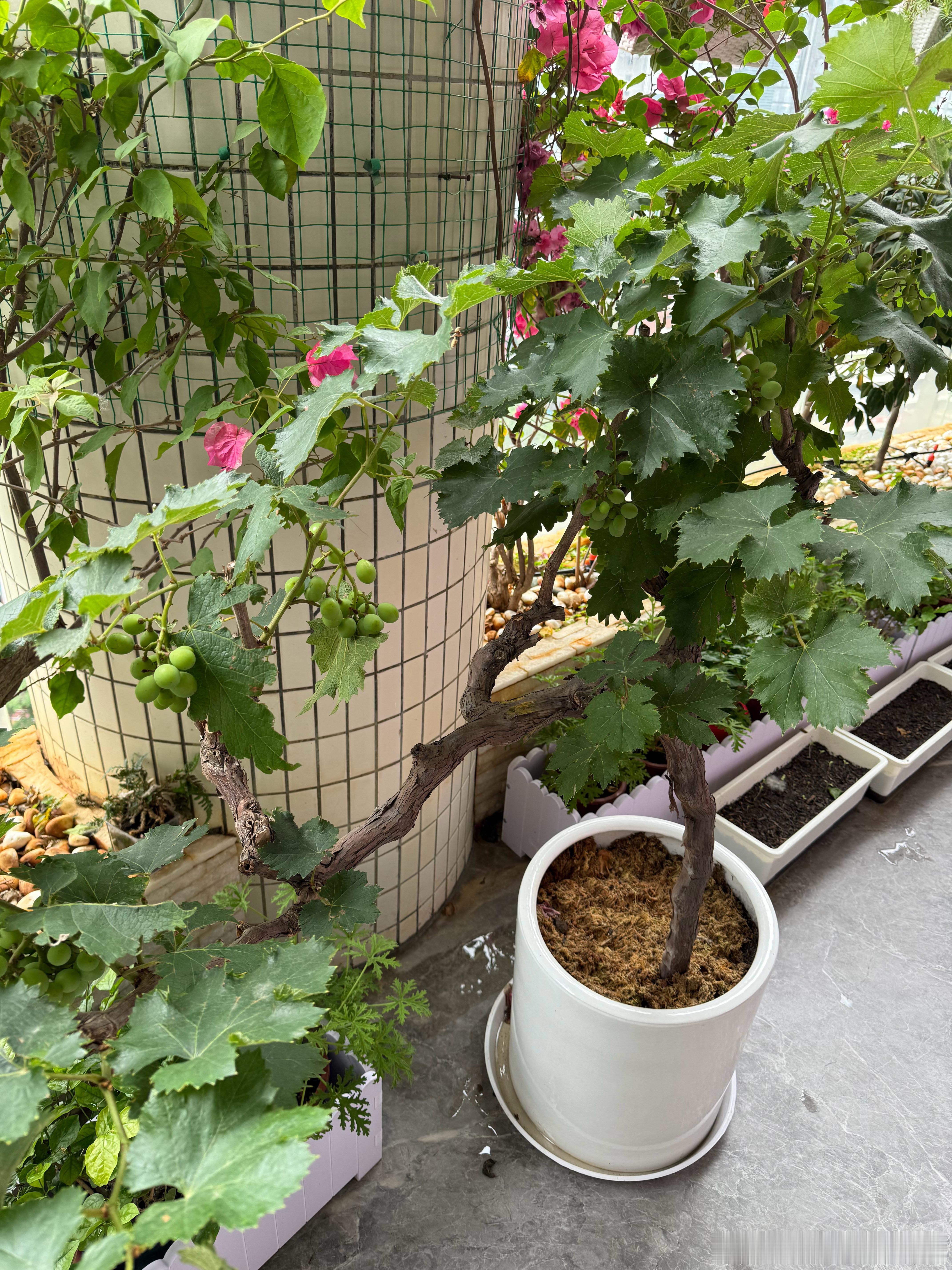 种花种树已经满足不了我了。要种葡萄了种花家的兔子们