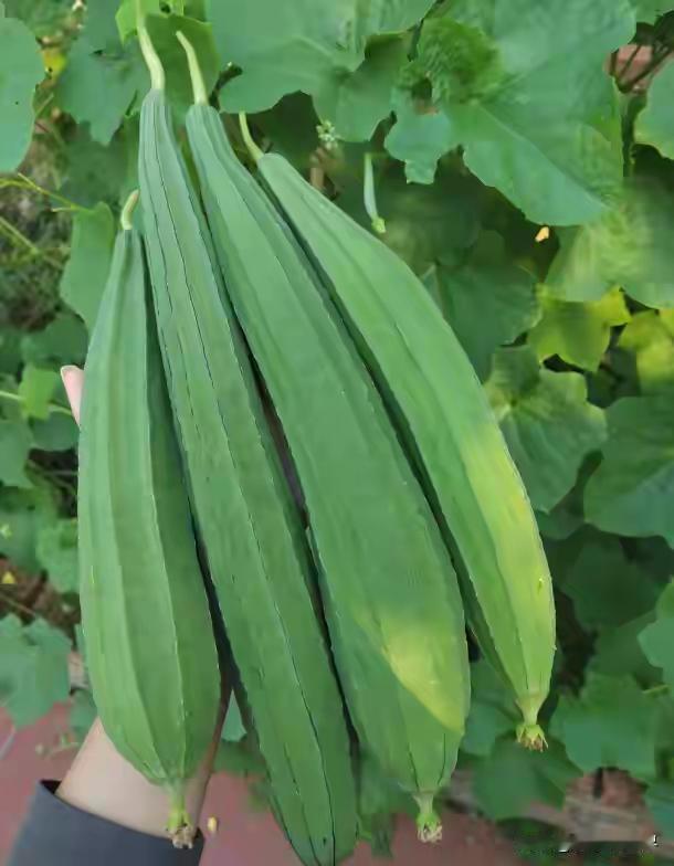老话“谷雨吃一瓜，不劳医生帮”，4月大量上市，便宜营养高老话“谷雨吃一瓜，不
