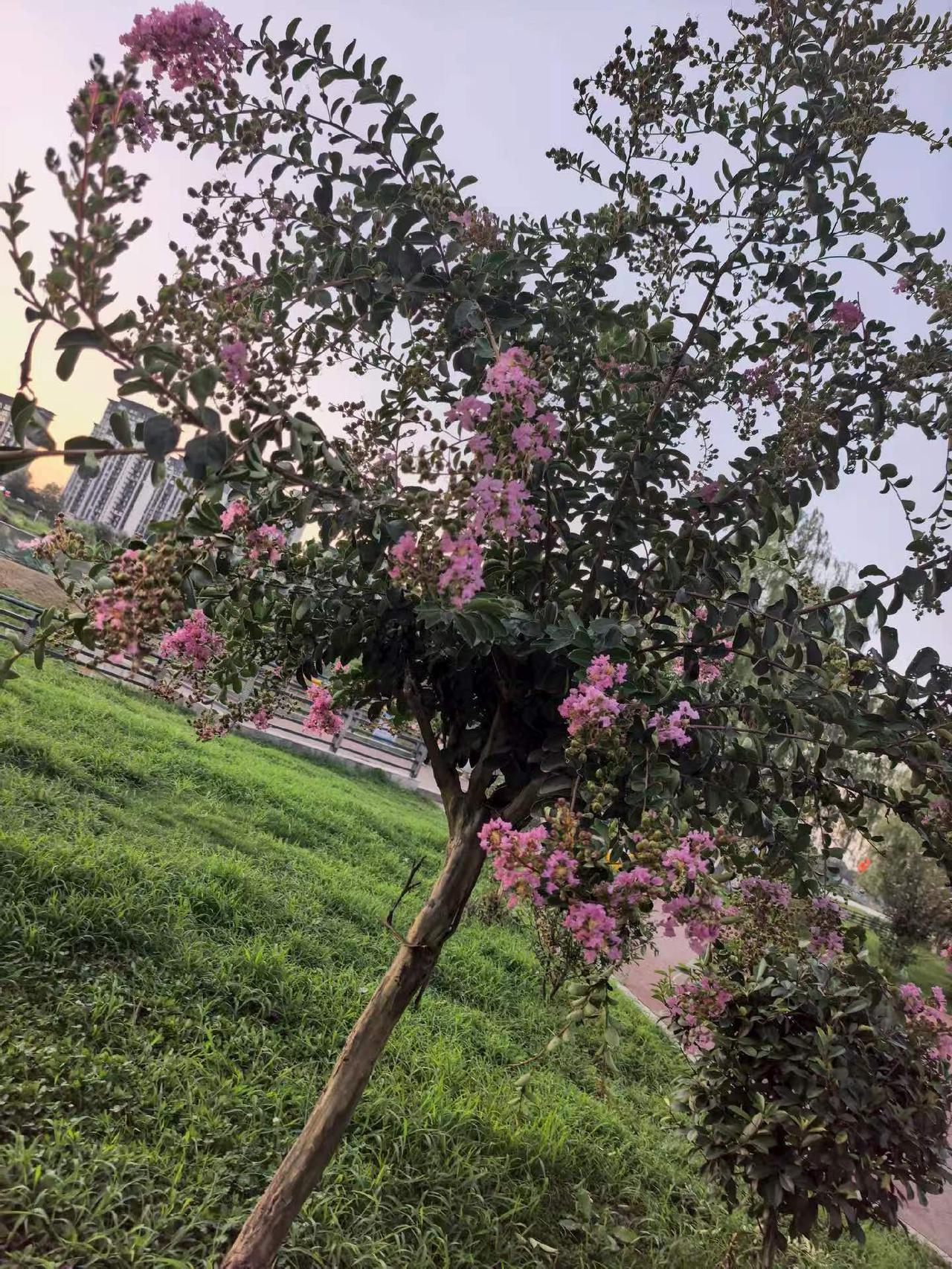 1.猪：心态豁达，晚年衣食丰盈2.牛：早年辛劳，越老福报越厚3.兔：性情平和