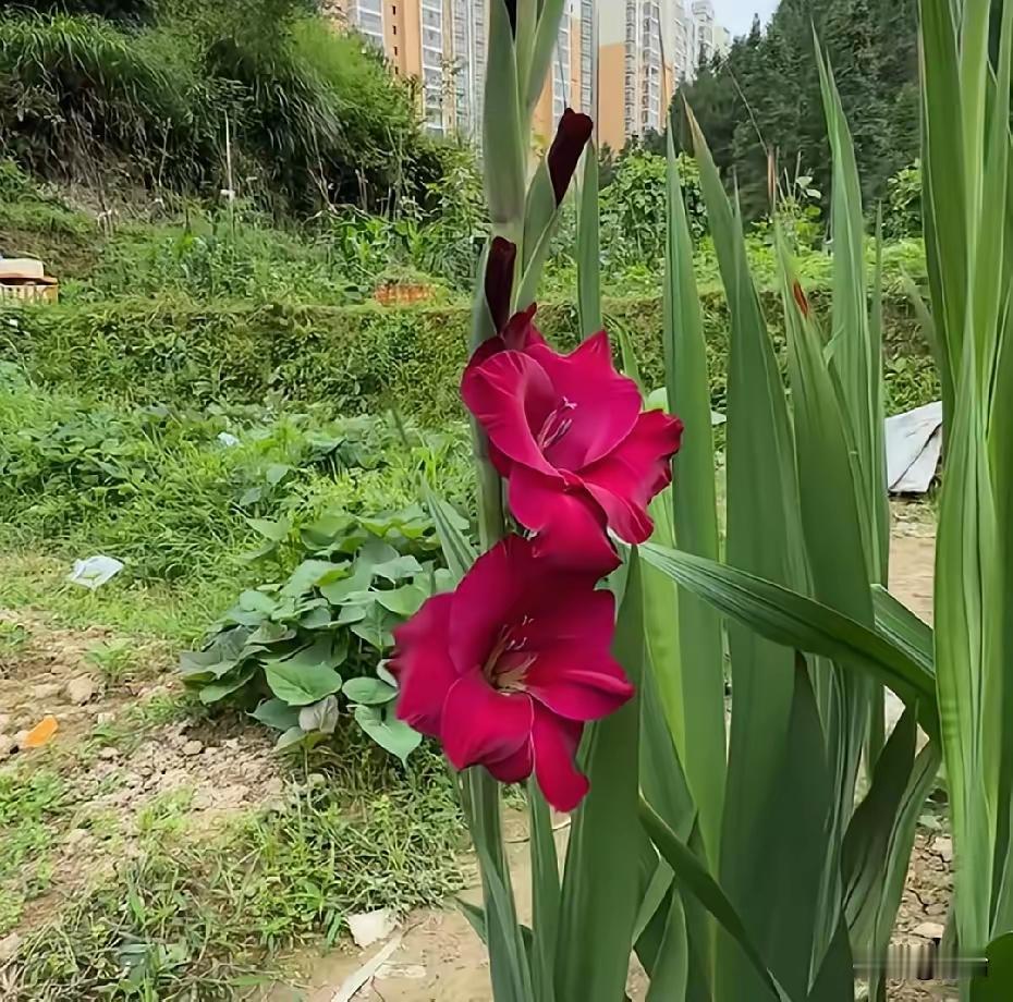 被亲生母亲拿农药逼出钱给弟弟买房，换作谁心里都会凉透。很多人总觉得亲情该无条