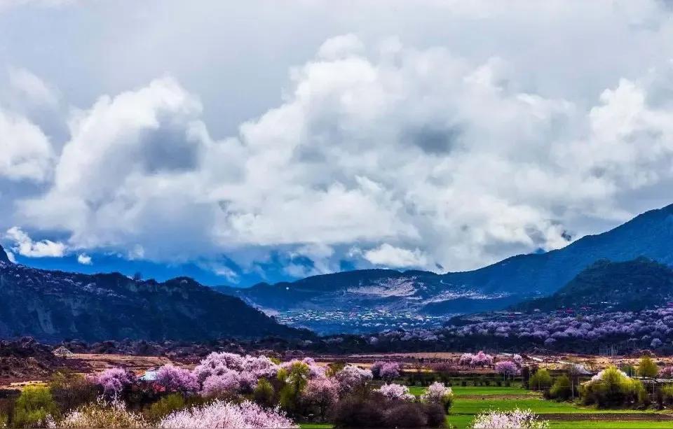 雪山桃花映林芝：一场与春天相拥的圣境之旅