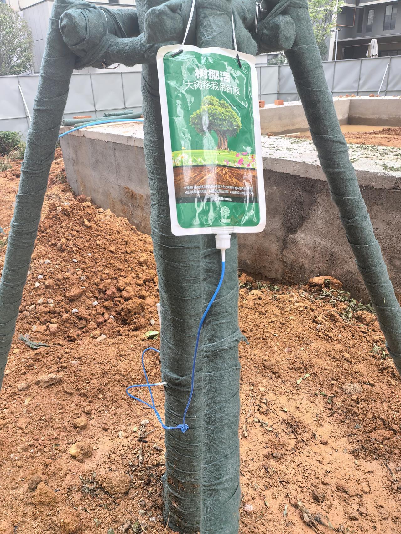 内行看门道，外行看热闹，现栽的树也需要营养，这不蔔萄糖也挂上了[呲牙笑]