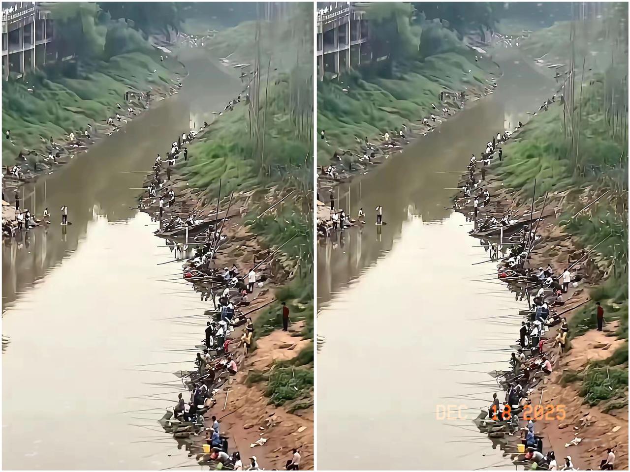 昨天小区清淤，把后河抽干了，结果把岸边那群钓鱼佬给整沉默了。100多条小板鲫在