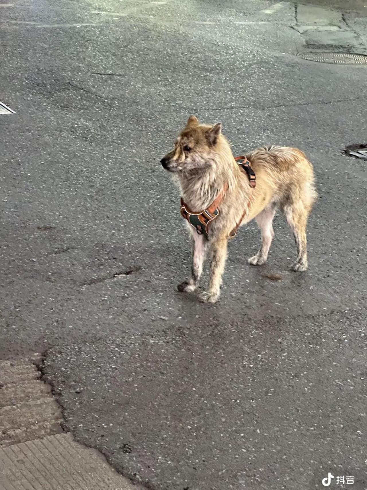请问有没有在附近想养狗并且能养到最后，尽心尽力照顾狗狗的朋友。狗狗是在过年前一两